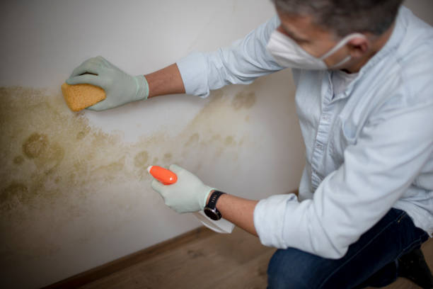 Best Mold Damage Repair  in Tolono, IL