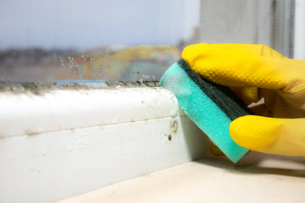 Best Same-Day Mold Removal  in Tolono, IL