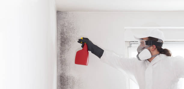 Best Attic Mold Removal  in Tolono, IL