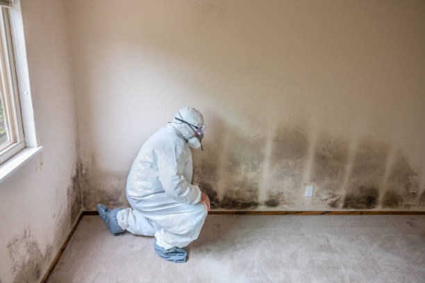 Best Mold Removal and Inspection  in Tolono, IL