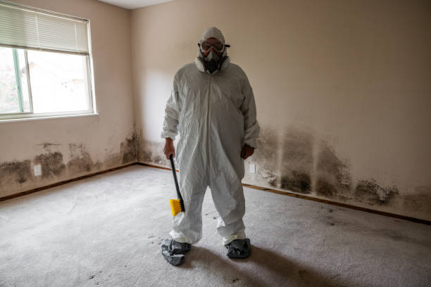 Best Commercial Mold Removal  in Tolono, IL