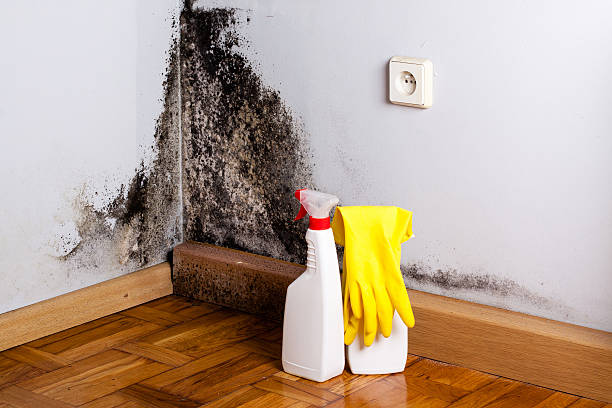 Trusted Tolono, IL Mold Removal Experts