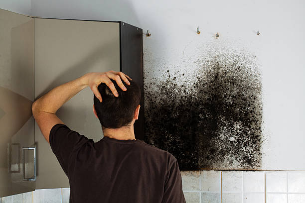 Best Emergency Mold Removal  in Tolono, IL