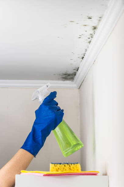 Best Mold Inspection  in Tolono, IL